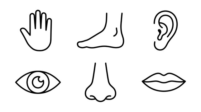 vector human body parts line icons set with hand foot ear eye nose and lips mouth