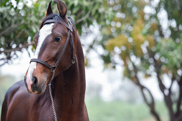 Obraz premium close up portrait of dark bay Marwari colt posing in garden at cloudy day. India
