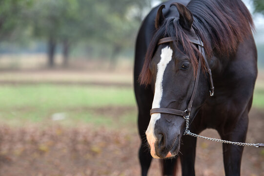close up portrait of beautiful black Marwari young stallion with purple taned mane. India