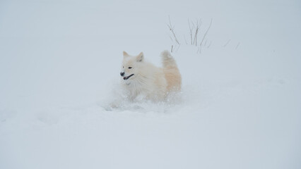 Fototapeta premium A Samoyed dog runs through the snow.