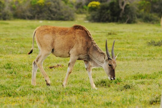 Juvenile Cape eland (Tragelaphus oryx oryx) grazing on the lush meadows of De Hoop Nature Reserve, Western Cape, South Africa