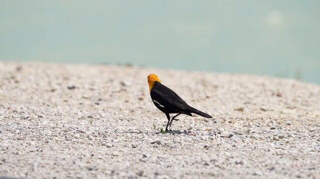 Yellow headed blackbird walking on the shore of Utah Lake in slow motion.