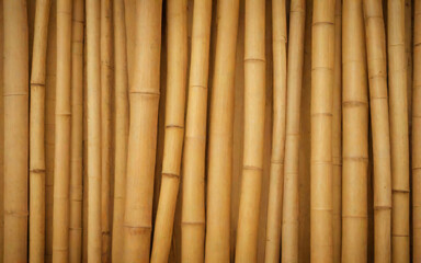 Naklejka premium Bamboo Stems