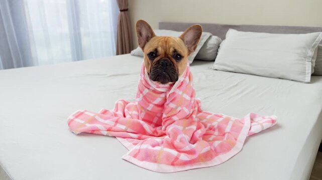 Funny young French Bulldog sitting on bed, tightly wrapped in pink towel with only her head visible, showing attentive expression with perking ears. Cute pet appears to be resting after shower