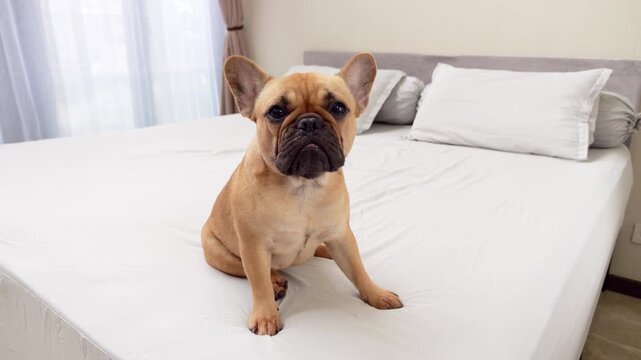 Cute French Bulldog sitting on a big bed, captured in a portrait shot, gently twitching her ears back to show slight uncertainty and obedient shyness, adding to the endearing charm of this sweet dog.