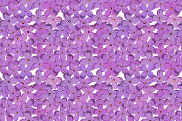 Fototapeta premium Seamless Lilac Flower Pattern with Geometric Texture, Purple Floral Background, Decorative Botanical Design for Textile, Wallpaper and Packaging