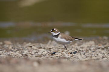 Fototapeta premium Little Ringed Plover (Charadrius dubius) foraging on a muddy riverbank