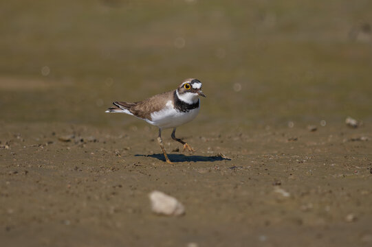 Little Ringed Plover (Charadrius dubius) foraging on a muddy riverbank