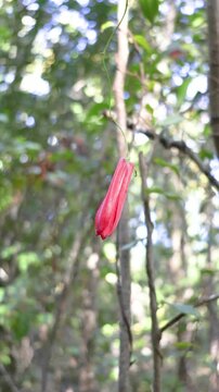 The flower bud of the copihue flower corresponds to the moment before flowering, when the flower is still closed, with the petals together and compact, already showing its characteristic color.
