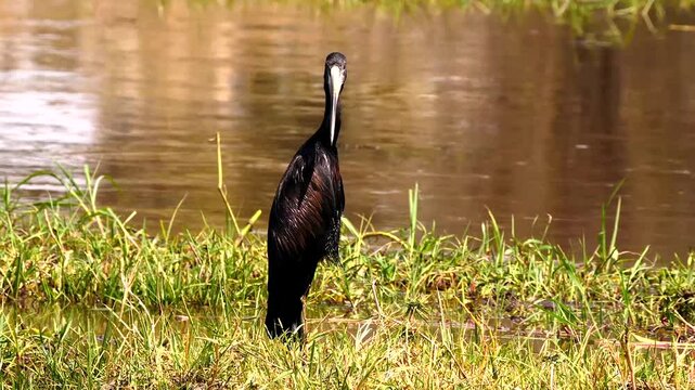 african openbill opens his wet wings to let them dry better 033
