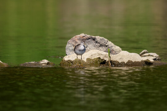 Wood Sandpiper (Tringa glareola) foraging at the water's edge on a muddy riverbank.