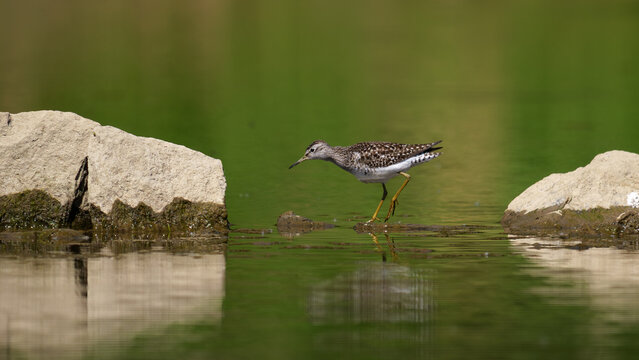 Wood Sandpiper (Tringa glareola) foraging at the water's edge on a muddy riverbank.