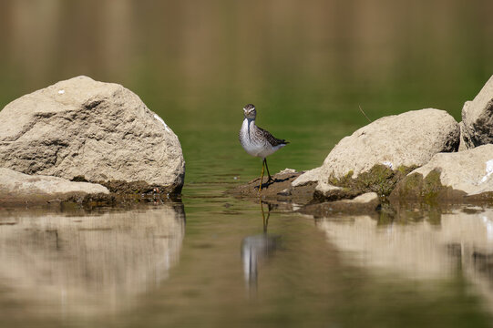 Wood Sandpiper (Tringa glareola) foraging at the water's edge on a muddy riverbank.