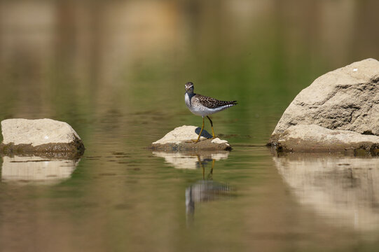 Wood Sandpiper (Tringa glareola) foraging at the water's edge on a muddy riverbank.