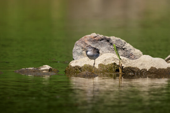 Wood Sandpiper (Tringa glareola) foraging at the water's edge on a muddy riverbank.