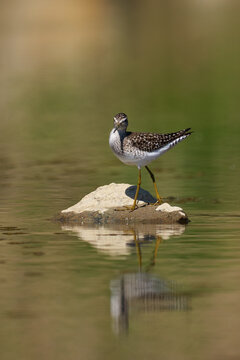 Wood Sandpiper (Tringa glareola) foraging at the water's edge on a muddy riverbank.