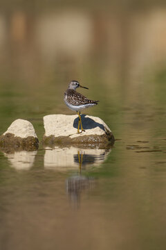 Wood Sandpiper (Tringa glareola) foraging at the water's edge on a muddy riverbank.