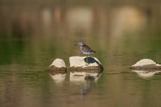 Wood Sandpiper (Tringa glareola) foraging at the water's edge on a muddy riverbank.