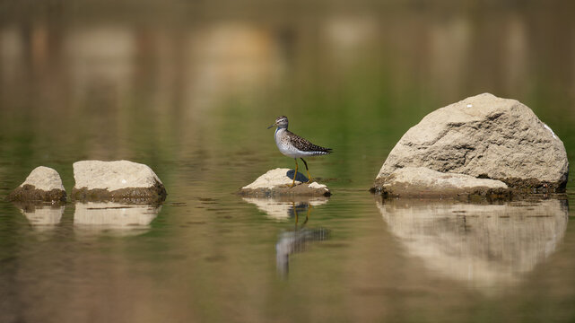 Wood Sandpiper (Tringa glareola) foraging at the water's edge on a muddy riverbank.
