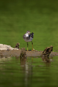Wood Sandpiper (Tringa glareola) foraging at the water's edge on a muddy riverbank.