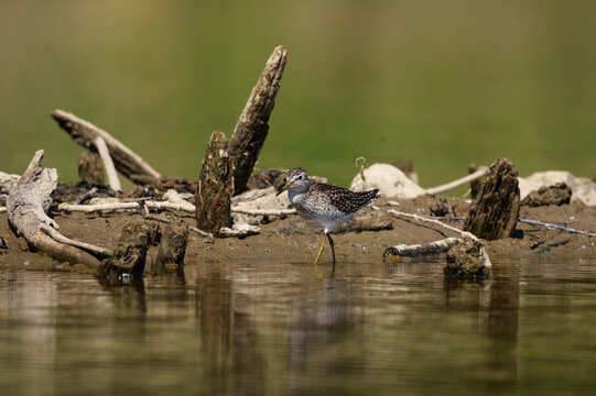 Wood Sandpiper (Tringa glareola) foraging at the water's edge on a muddy riverbank.