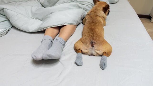 Amusing French Bulldog wearing cozy gray socks nestles close to owners feet in matching socks on big bed, lying on her stomach with rear paws toward camera. Concept of companionship and support