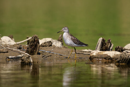 Wood Sandpiper (Tringa glareola) foraging at the water's edge on a muddy riverbank.