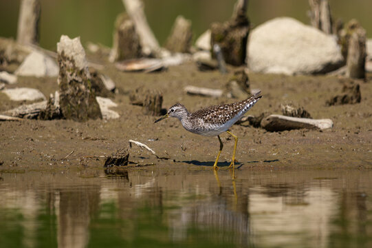 Wood Sandpiper (Tringa glareola) foraging at the water's edge on a muddy riverbank.