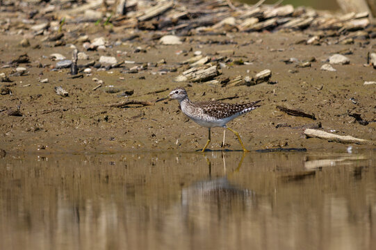 Wood Sandpiper (Tringa glareola) foraging at the water's edge on a muddy riverbank.