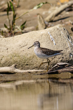 Wood Sandpiper (Tringa glareola) foraging at the water's edge on a muddy riverbank.