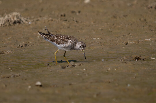 Wood Sandpiper (Tringa glareola) foraging at the water's edge on a muddy riverbank.