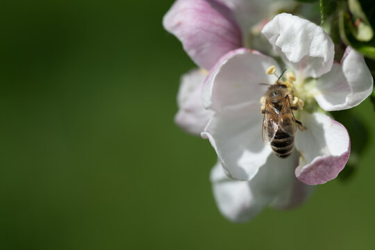 A close-up of a honeybee searching for pollen on a fruit blossom. The background is green.