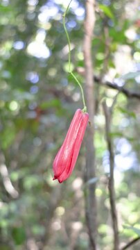 The flower bud of the copihue flower corresponds to the moment before flowering, when the flower is still closed, with the petals together and compact, already showing its characteristic color.