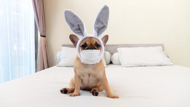 Pathetically cute French Bulldog sits on bed wearing bunny ears headband and surgical mask, gazing directly at camera with dewy eyes. She expresses sweet awareness of feeling unwell during holiday