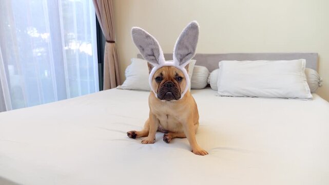 Funny and timid French Bulldog wearing bunny ears headband sitting patiently on big bed, capturing whimsical Easter moment with adorable canine charm