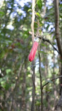 The flower bud of the copihue flower corresponds to the moment before flowering, when the flower is still closed, with the petals together and compact, already showing its characteristic color.