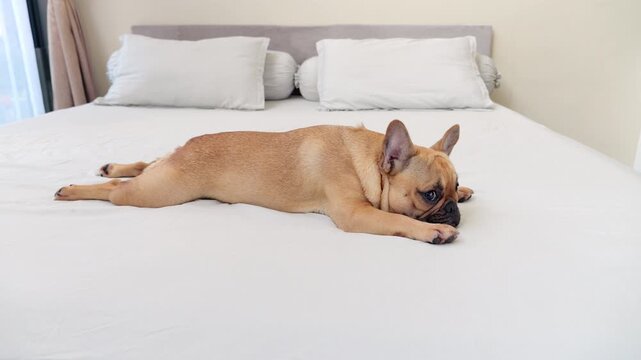 Amusing French Bulldog lies flat on her stomach on bed, front paws stretched forward and back legs fully extended behind in slightly funny pose. She radiates complete relaxation and contentment