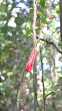 The flower bud of the copihue flower corresponds to the moment before flowering, when the flower is still closed, with the petals together and compact, already showing its characteristic color.