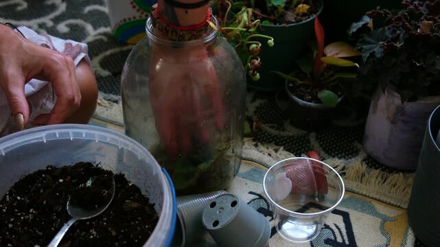 woman hands repotting a plant in a rural home. Soil is scooped from a plastic bucket with a spoon and a 3 liter jar, then placed into a flower pot during a simple village gardening routine. 