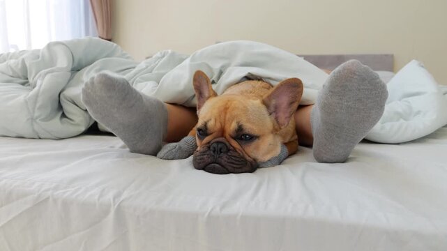 Funny sleepy young French Bulldog nestles peacefully between socked feet of her owner under soft blanket. As woman wakes and shakes her legs, dog lies motionless, only opening her eyes slightly