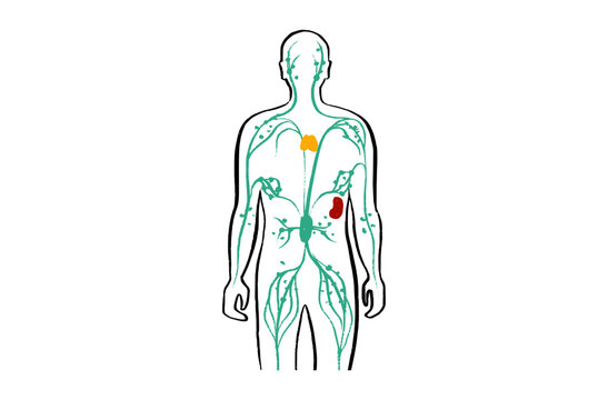 Organ Systems Sketch