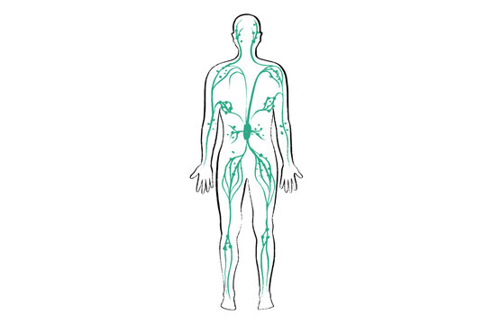 Organ Systems Sketch