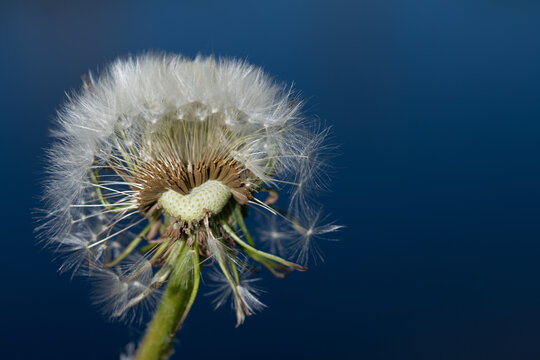 A close-up of a dandelion. Some of the seeds have come loose, and the space they leave behind forms a heart. The background is blue.