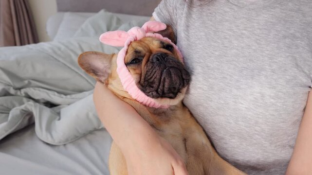 Adorable young French Bulldog wearing pink headband with bow naps peacefully in owners arms. Close-up portrait capturing the heartwarming bond and calm shared by pet and owner.
