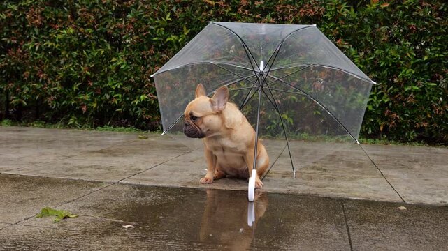 Cute but slightly bored dog sits under transparent umbrella on wet pavement during light drizzle, looking around with confused expression as if wanting to leave but having nowhere else to hide