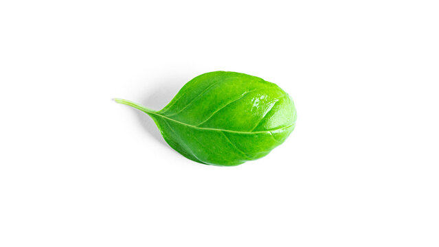 Basil isolated on a white background. Fresh basil leaves.