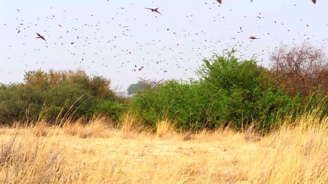 thousends of carmine bee-eaters in the sky coming back to their nesting place 278
