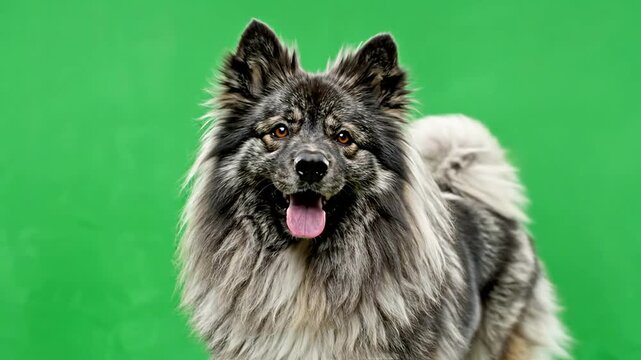 Cheerful Fluffy Keeshond Dog Posing Against Vivid Green Background