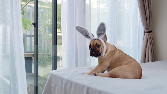 Dog wearing funny bunny ears sits on large bed, looking out window before turning its head in another direction with startled, wary expression. French Bulldog lets out single quiet bark