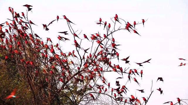 carmine bee-eaters restless on a bush and suddenly rise 269
